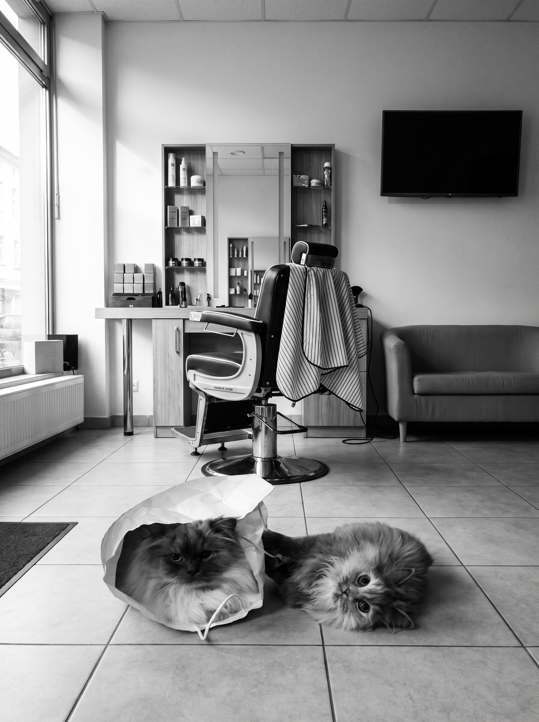 Hairy Hounds, Pet and Garden in Wanstead London