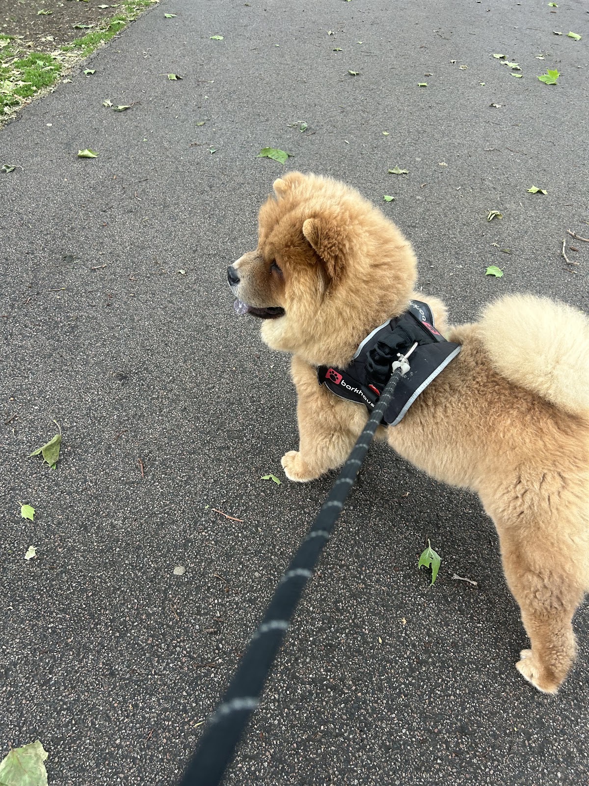 Hairy Hounds, Pet and Garden in Wanstead London