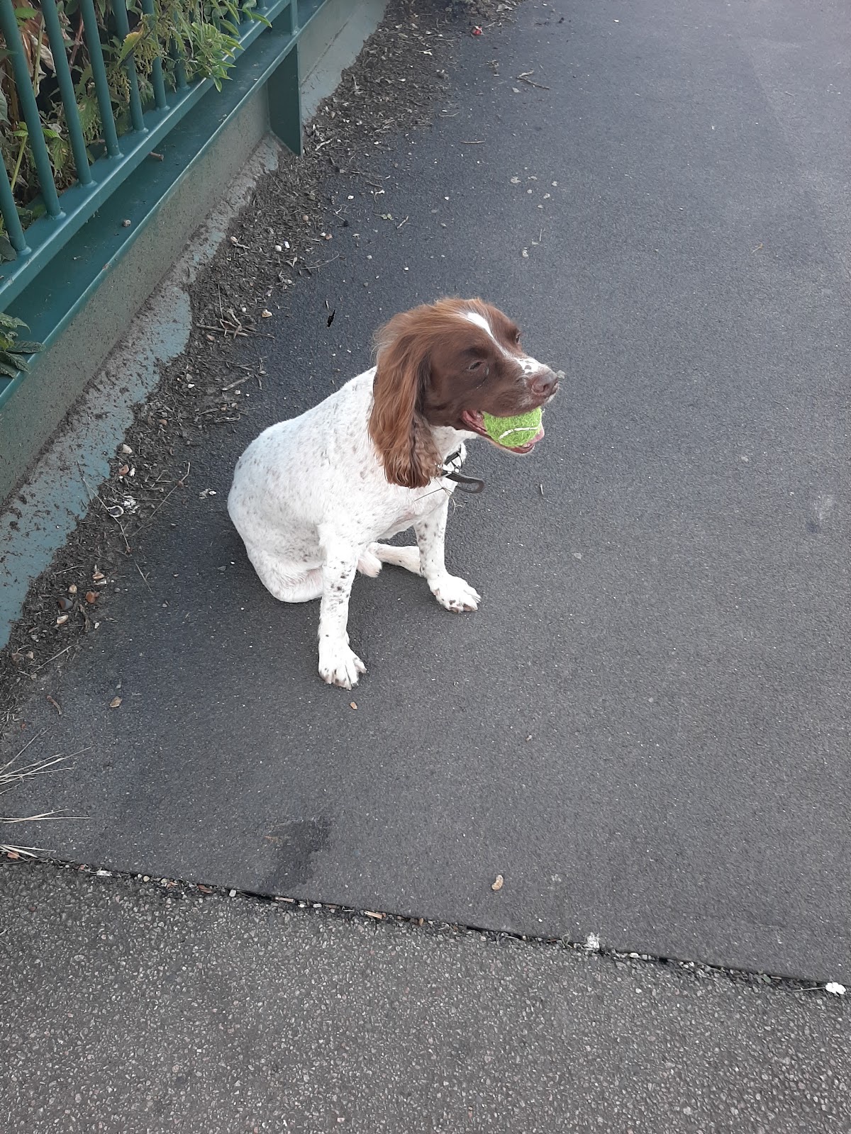 Hairy Hounds, Pet and Garden in Wanstead London