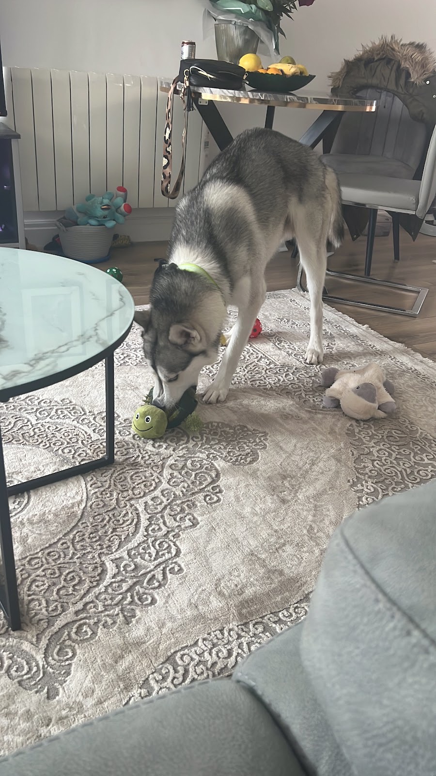 Hairy Hounds, Pet and Garden in Wanstead London